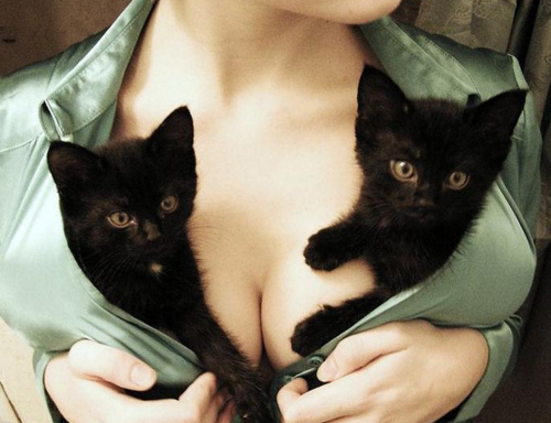 Set of Cats and set of boobs.