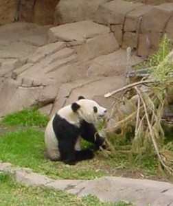 Hua Mei 2 years old