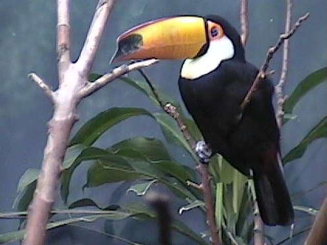 Lincoln Park Exotic bird