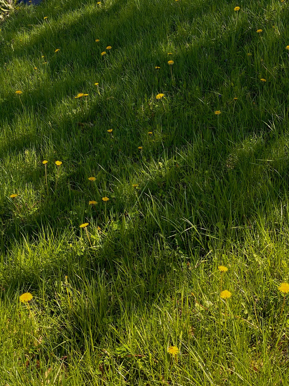 grassy meadow with flowers in nature